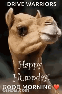 Camel With Drive Warriors Humpday Message GIF