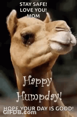 Camel With Happy Humpday Message GIF