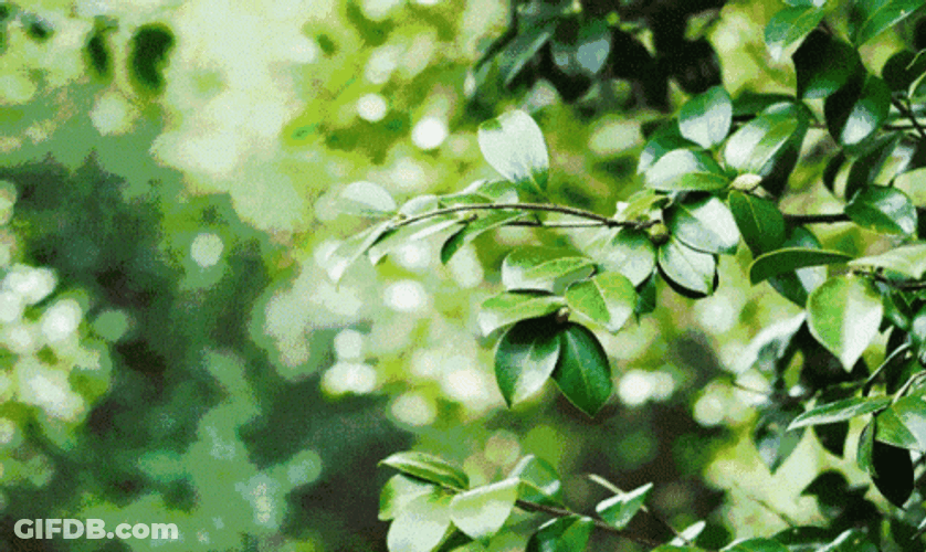 Camellia Virgin Olive Oil GIF
