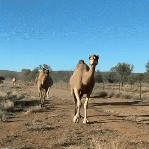 Camels In African Savanna GIF