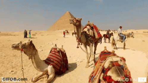 Camels In Desert Near Nile GIF