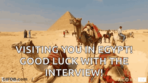 Camels In Desert Visiting You In Egypt GIF