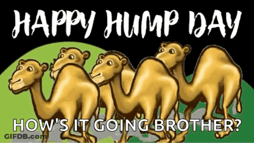 Camels Standing Together Happy Hump Day Poster GIF