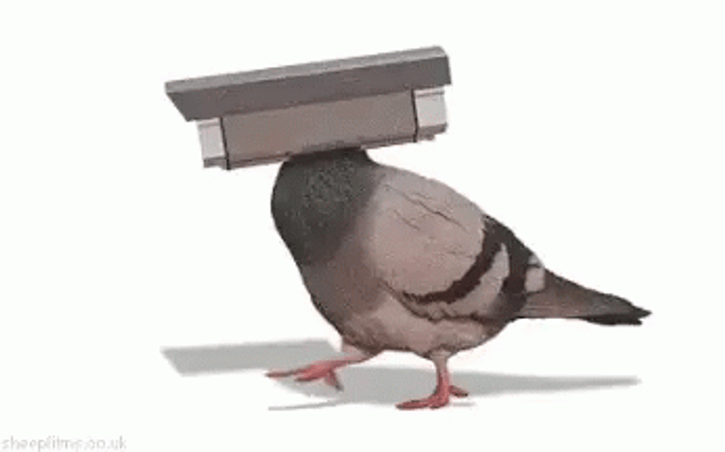 Camera Dove Head GIF