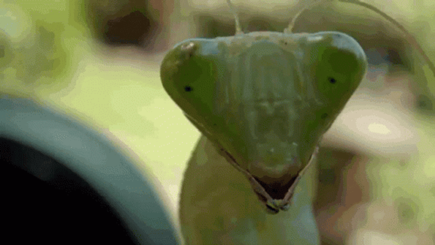 Camera Eye Focus Grasshopper GIF