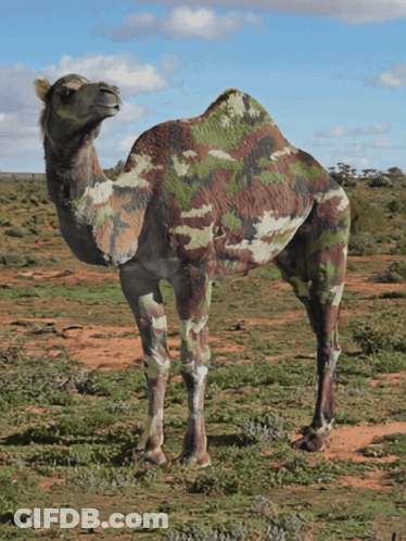 Camouflage Camel GIF