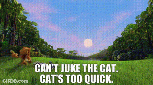 Can't Juke The Cat Cat's Too Quick GIF
