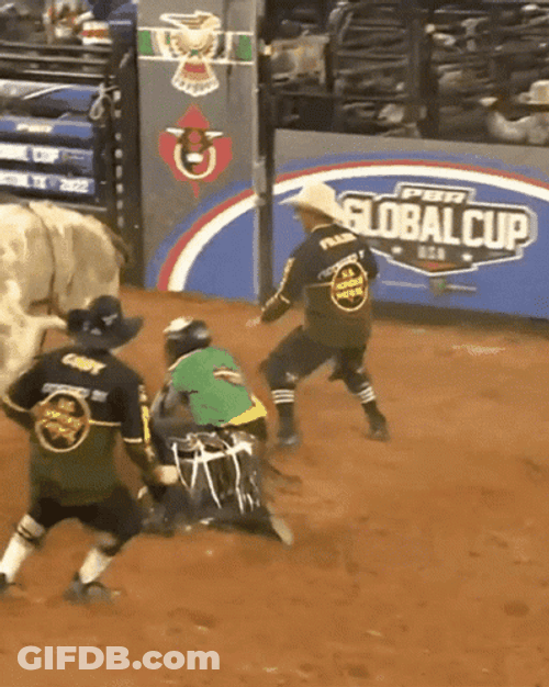 Canadian Bull And The Athletes GIF