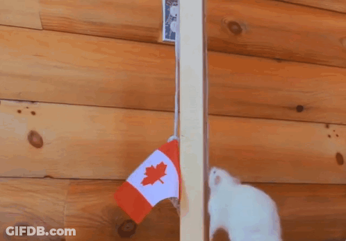 Canadian Flag Hanging On Wooden Wall GIF