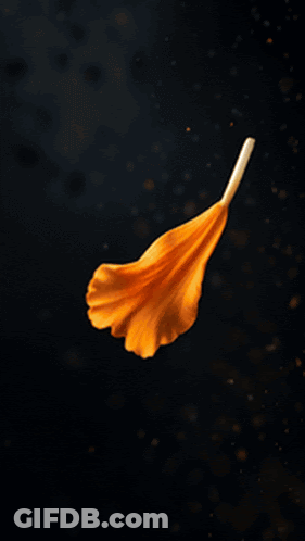 Candle Surrounded By Orange Flowers GIF