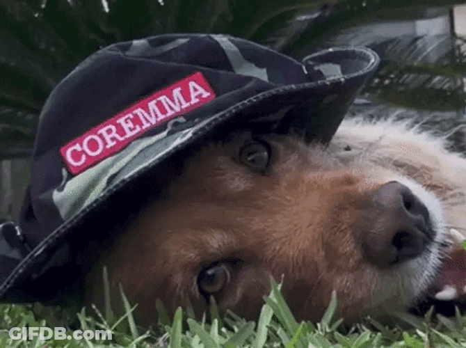 Cap Chill Cute Dog GIF