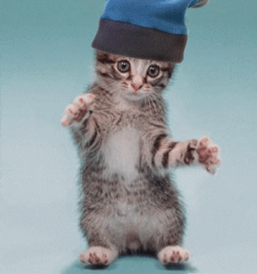 Cap Cute Cat Dancing GIF