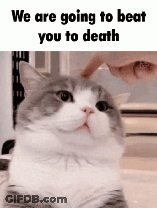 Caption Meme Cute Cat GIF