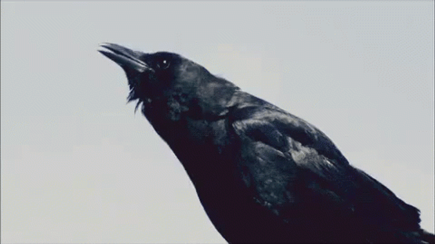 Captivating Crow Calling GIF