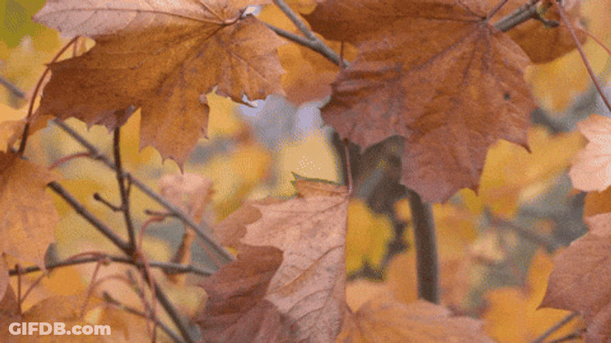 Capture Fall Leaf Slow Motion GIF