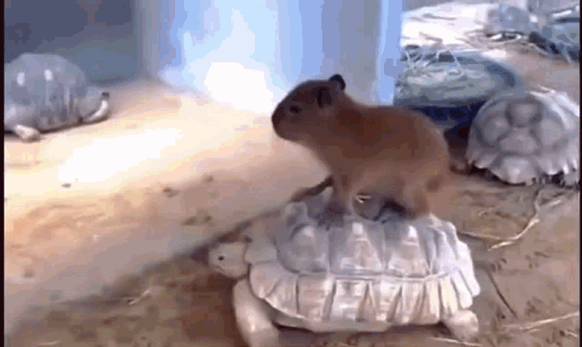 Capy Turtule GIF
