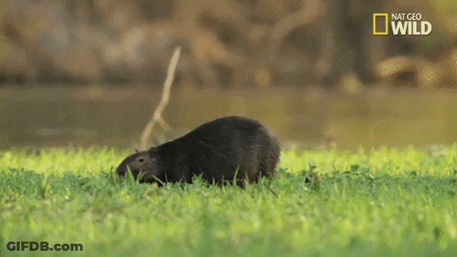 Capybara Back With Birds On Back GIF