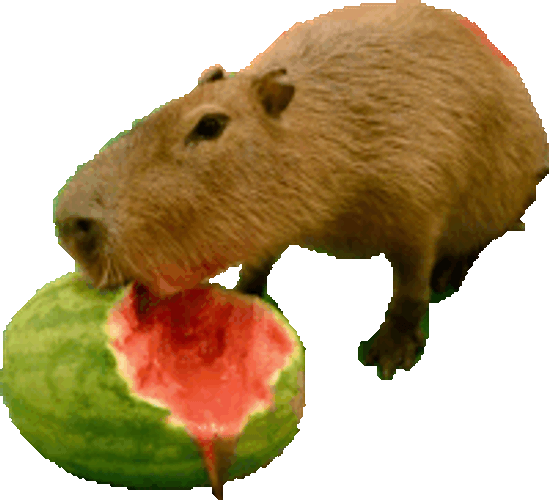 Capybara Capybara Watermellon Sticker GIF