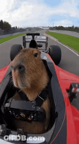 Capybara Driving Red Race Car GIF