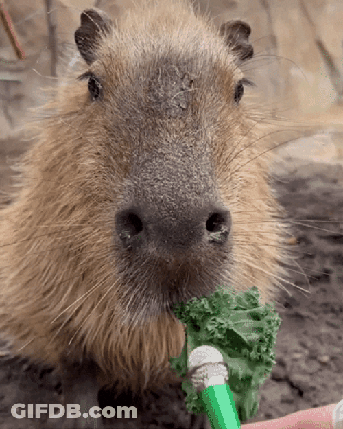 Capybara Funny Eating GIF