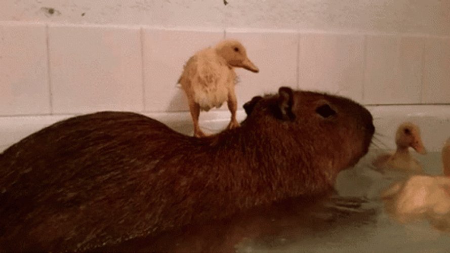 Capybara Meme Bathtub With Duckling GIF