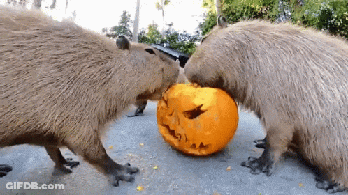 Capybara Pumpkin GIF
