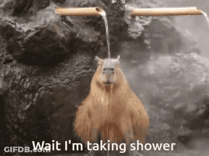 Capybara Taking A Shower GIF