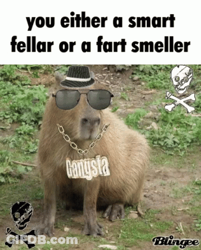 Capybara Wearing Hat Sunglasses And Gangsta Chain GIF