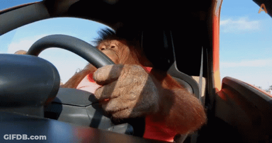 Car Driving By Orangutan GIF