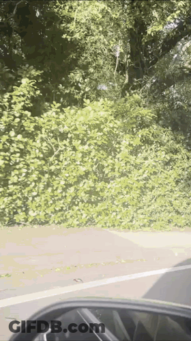 Car Driving Down Road With Trees GIF