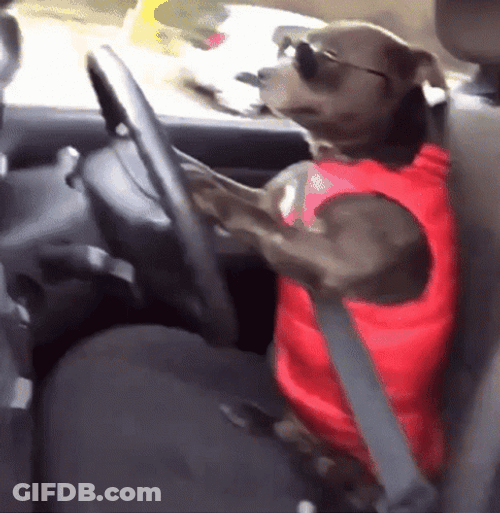 Car Driving Handsome Dog GIF