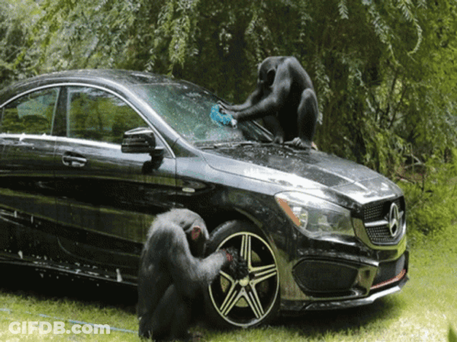 Car Wash Monkeys GIF