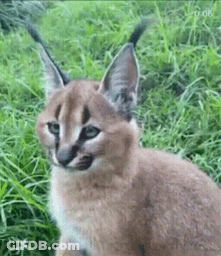 Caracal Kitten Sitting In Grass GIF