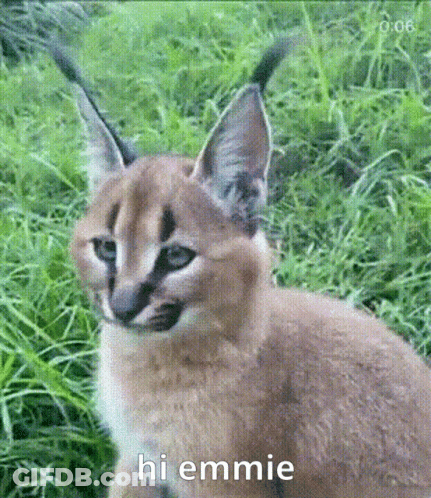 Caracal Kitten Sitting In Grass Looking At Camera GIF
