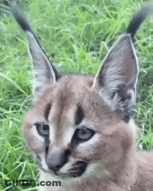 Caracal Moving Its Ears GIF