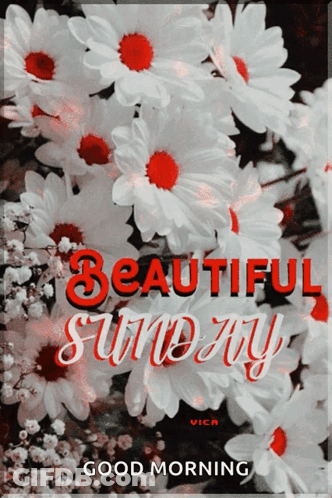 Card Wishing You A Happy Sunday With Flowers And Butterflies GIF