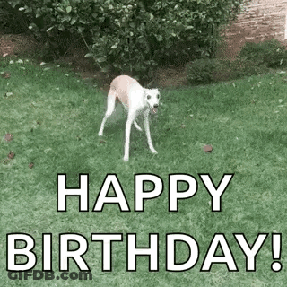 Cardboard Box Saying Jumbo GIF