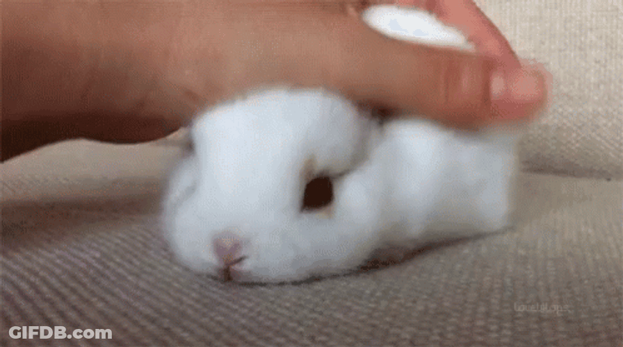 Caressing Cute Little Baby Bunny GIF