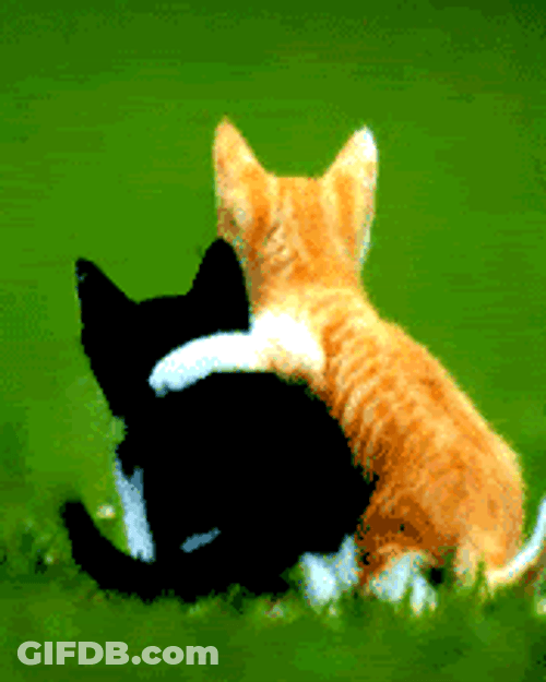 Caring Cat Consoling Friend GIF
