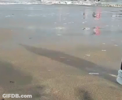 Carlonz Air Land Sea Water Bottle Splash GIF