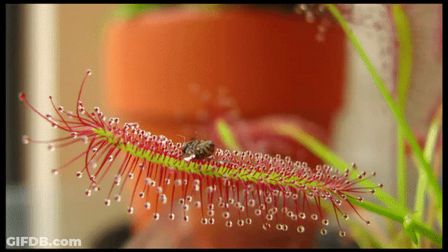 Carnivorous Plant Evolving GIF