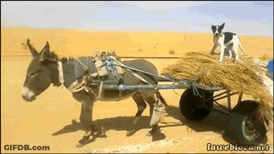 Carriage Donkey With Dogs GIF
