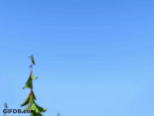 Cartoon Bear With Green Leaf GIF