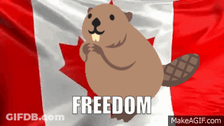 Cartoon Beaver With Canadian Flag And Freedom GIF