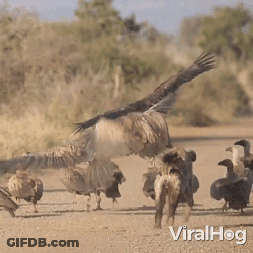 Cartoon Bird Flying With Bone In Beak GIF