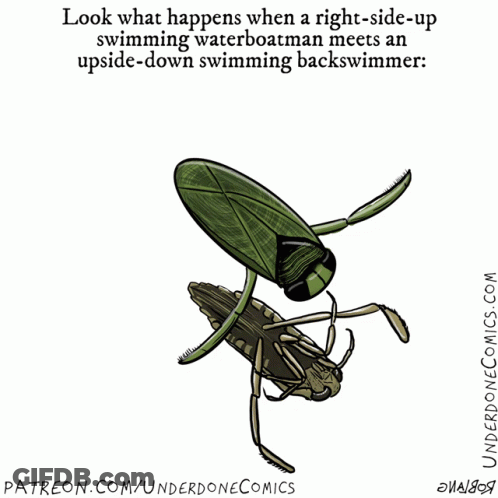 Cartoon Bug Saying Copycat GIF