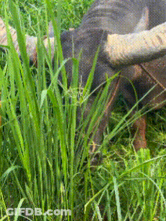Cartoon Bull With Tongue Out GIF