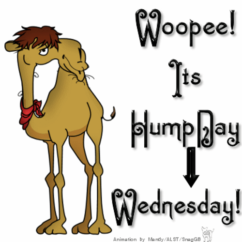 Cartoon Camel Hump Day Wednesday GIF