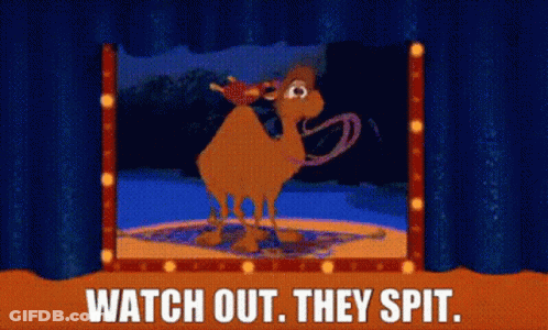Cartoon Camel Saying Watch Out They Spit GIF