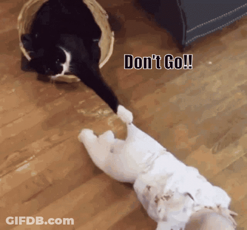 Cartoon Cat In Hospital Bed I Love Cats GIF